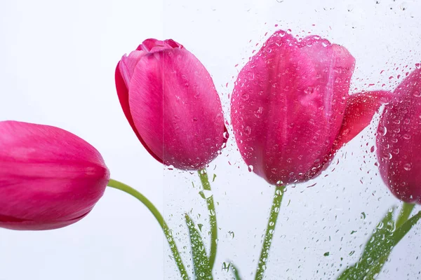 Gotas Água Fundo Flores Rosa Tulipas Fundo Desfocado Lugar Para — Fotografia de Stock