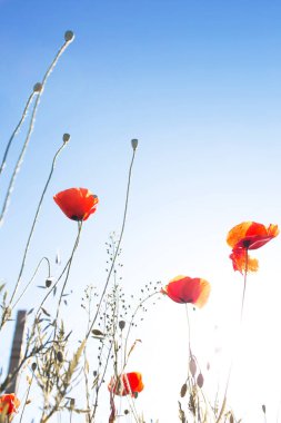 Kırmızı gelincik çiçekleri. Baharda güneşli arka plan. Mesaj için yer var. Yumuşak seçici odaklanma. Güzel yabani çiçek.