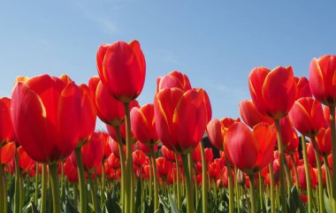 Lisse, Hollanda yakınlarındaki ampul tarlalarında kırmızı laleler