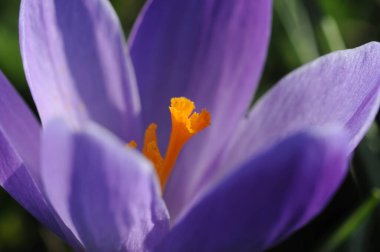 Güneşteki mavi krukus