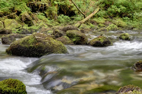 Ufer vom Gebirgsbach — Stockfoto