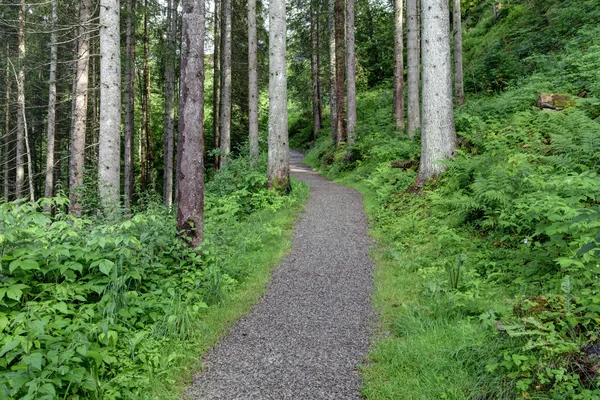 Sentier de randonnée dans les bois — Photo