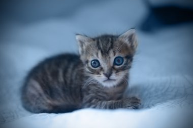 Yeni doğmuş yavru yatakta 