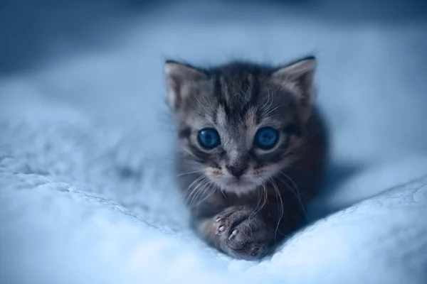 Neugeborenes Kätzchen auf dem Bett — Stockfoto