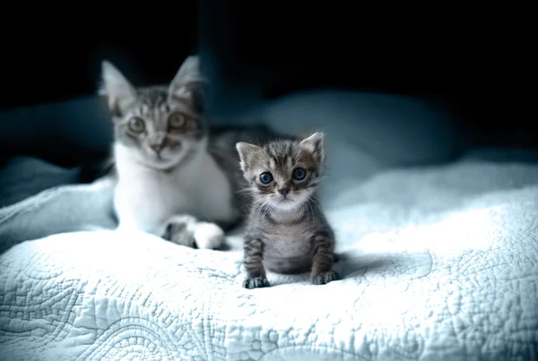 Familie van katten — Stockfoto