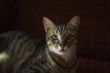 Genç güzel kedi portresi 