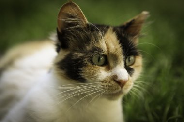 kedi çimenlerin üzerinde