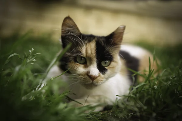 kedi çimenlerin üzerinde