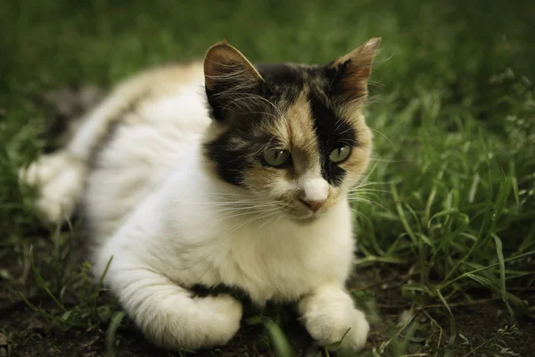 kedi çimenlerin üzerinde