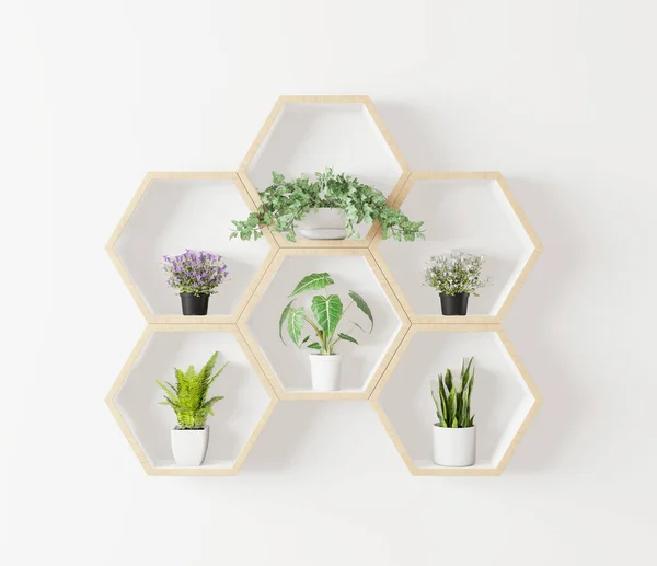 Hexagon Polc Minimális Japán Stílusban Növény Hexegon Belső Fehér Háttér — Stock Fotó
