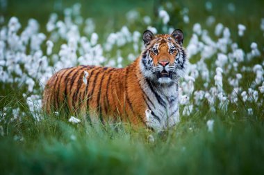Ormandaki Amur kaplanı. Tehlikeli bir hayvanla vahşi yaşam sahnesi. Sibirya kaplanı, Panthera tigris altaica. Tayga ortamında kaplan.