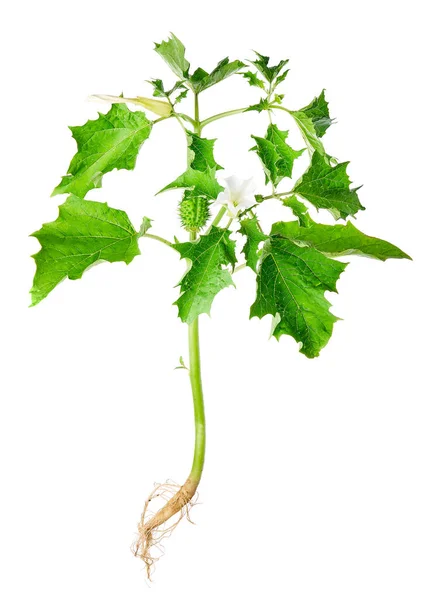 Datura Stramonium Bilinen Adıyla Dikenli Elma Jimson Otu Jimson Otu Stok Resim