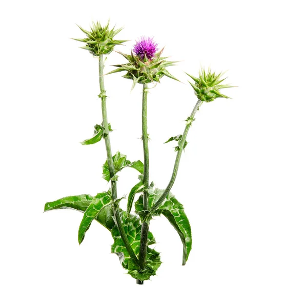 Lékařské Rostliny Mléčné Bodláčí Silybum Marianum Květ Izolovaný Bílém Pozadí Stock Obrázky