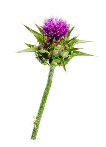 Plantas Médicas Cardo Leite Silybum Marianum Flor Isolada Fundo Branco Imagens Royalty-Free