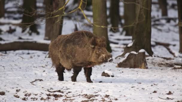 Большой Кабан Sus Scrofa Заснеженном Лесу Дикая Природа Опасным Животным — стоковое видео