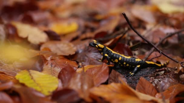 Vuur Salamander Salamandra Salamandra Vergiftigde Amfibie Wildlife Scene Uit Tsjechië — Stockvideo
