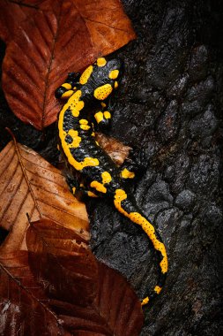 Ateş semenderi semendra semenderi, zehirlenmiş amfibi. Çek Cumhuriyeti 'nden vahşi yaşam sahnesi. Doğal ortamda hayvanlar..