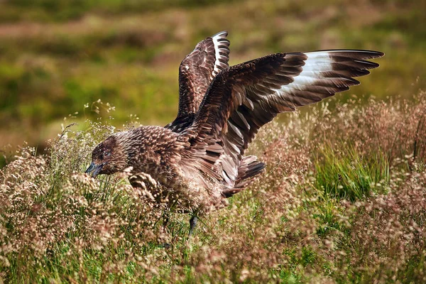 Grande Skua Noto Come Bonxie Seduto Sulla Riva Dell Isola Immagine Stock