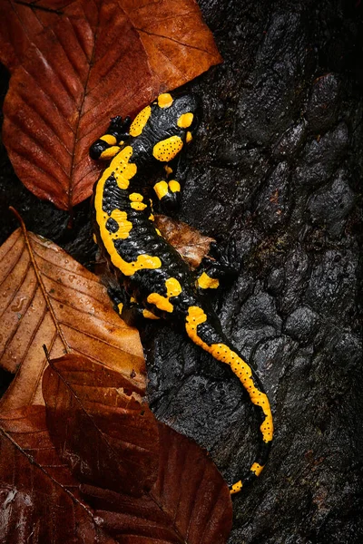 Hasičský Salamandr Salamandra Salamandra Otrávený Obojživelník Divoká Příroda České Republiky Stock Fotografie