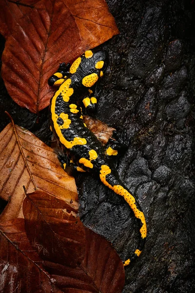 Incendio Salamandra Salamandra Salamandra Anfibio Avvelenato Scena Fauna Selvatica Dalla Foto Stock