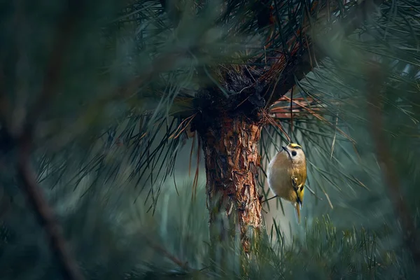 Nejmenší Evropský Pták Goldcrest Regulus Regulus Který Žije Hlubokých Lesích Royalty Free Stock Fotografie