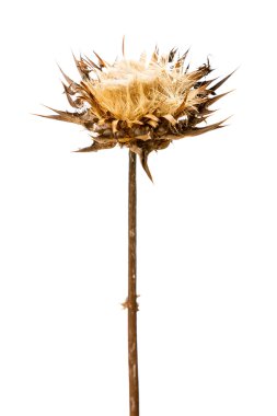 silybum marianum kuru flowerhead