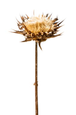 Dry flowerhead of Silybum marianum clipart