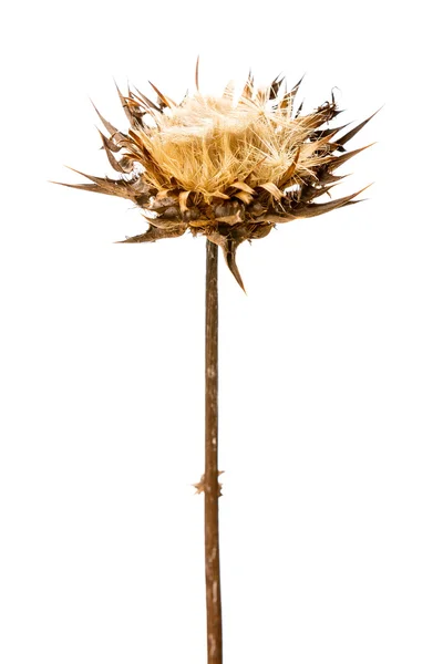 Cabeça de flor seca de Silybum marianum — Fotografia de Stock