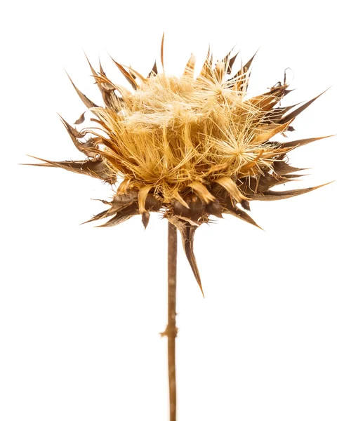 Dry flowerhead of Silybum marianum — Stock Photo, Image