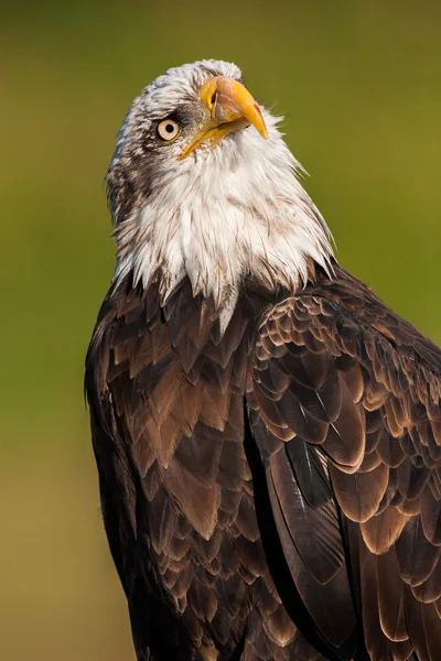 Retrato de uma águia careca (haliaeetus leucocephalus ) — Fotografia de Stock