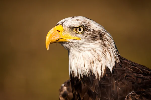 Portrait d'un pygargue à tête blanche (haliaeetus leucocephalus) ) — Photo