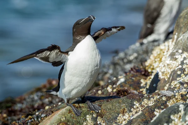 Razorbill, Alca torda, ült a sziklán — Stock Fotó