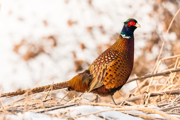 Ringneck Pheasant (Phasianus colchicus)) — стокове фото