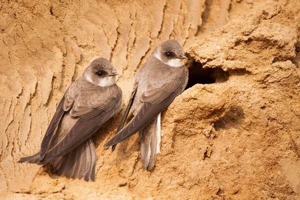 Sandmartin, Uferrandstreifen, am Nest — Stockfoto