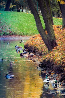 Şehir ördek sürüsü şehirdeki park kanalının suyunda dinleniyor.