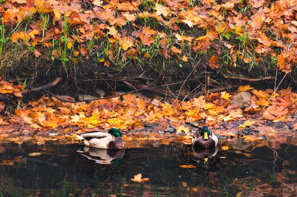 Paar Stadtenten Ruhen Ufer Des Teiches Herbstlichen Hintergrund Abgefallener Ahornblätter — Stockfoto