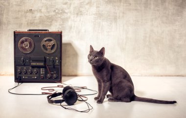 magnetophone ve kulaklık ile kedi