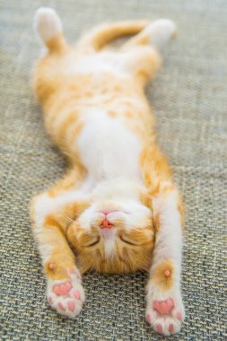 Yeni doğan yavru kedi