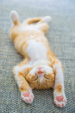 Yeni doğan yavru kedi