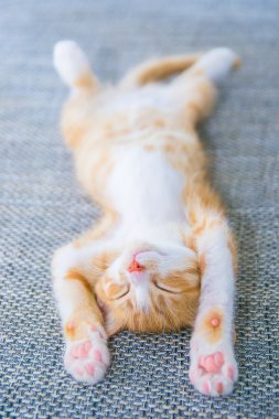 Yeni doğan yavru kedi