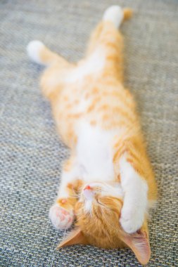 Yeni doğan yavru kedi