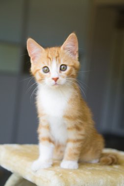 Yeni doğan yavru kedi