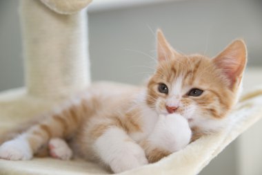 Yeni doğan yavru kedi