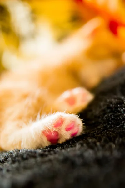 Newborn kitty cat — Stock Photo, Image