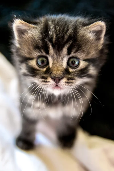 Gato gatito recién nacido —  Fotos de Stock