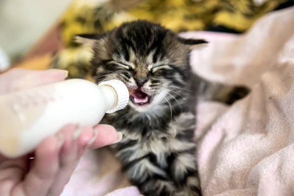 Gato gatito recién nacido —  Fotos de Stock