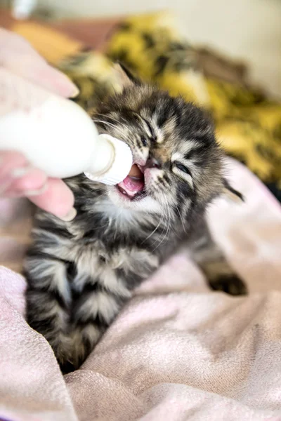 Gato gatito recién nacido —  Fotos de Stock