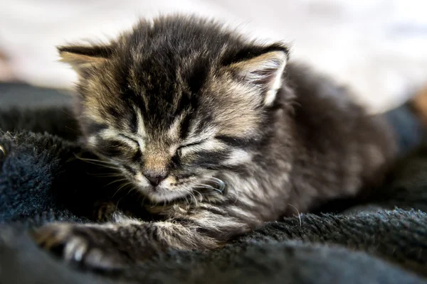 Yeni doğan yavru kedi — Stok fotoğraf