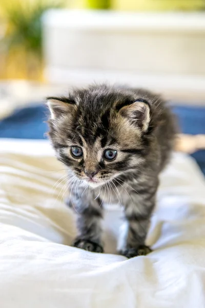 Chat nouveau-né chat — Photo