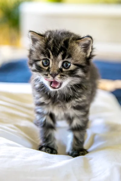 刚出生的小猫咪 — 图库照片